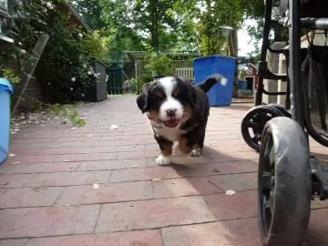 Meravigliosi cuccioli di Bovaro del Bernese | Foto 0