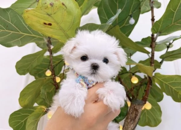 Piccolo di maltese toy vaccinato disponibile con microchip  | Foto 0