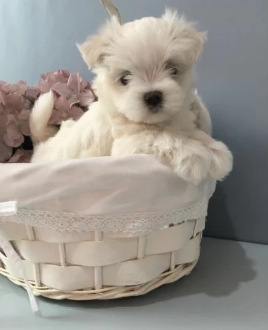 Piccolo di maltese toy vaccinato disponibile con microchip 