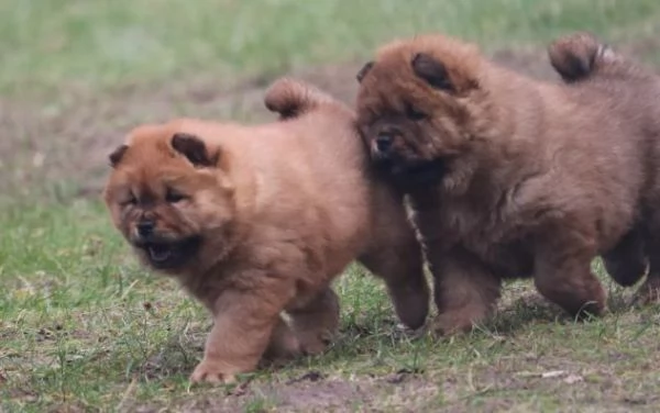 Chow Chow maschiofemmina  | Foto 0