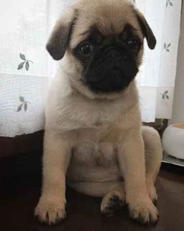 Adorabili cuccioli di carlino fulvo nati il 90 