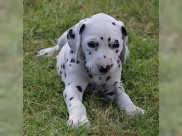 Meravigliosa Cucciolata di Dalmata  | Foto 2