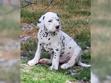 Meravigliosa Cucciolata di Dalmata  | Foto 1