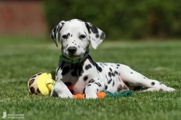 Meravigliosa Cucciolata di Dalmata  | Foto 0