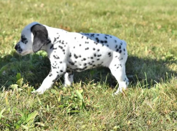 Meravigliosa Cucciolata di Dalmata  | Foto 0