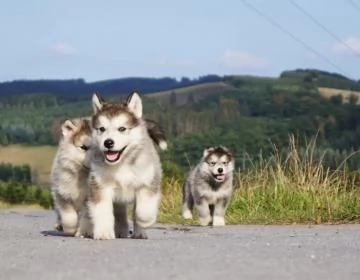 Cuccioli di alaskan malamute  | Foto 1