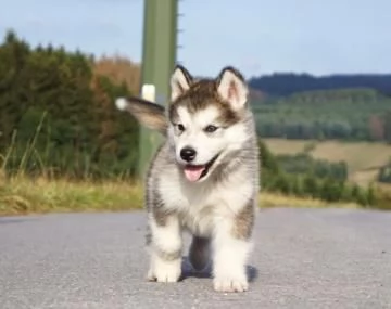 Cuccioli di alaskan malamute  | Foto 0