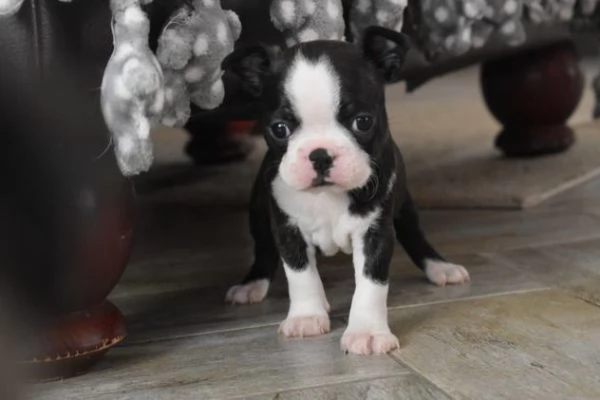 sono disponibili cuccioli di  Boston Terrier | Foto 1