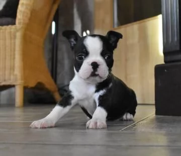 sono disponibili cuccioli di  Boston Terrier | Foto 0