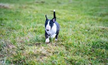 splendidi cuccioli di BULL TERRIER