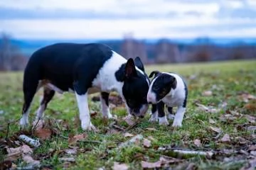 splendidi cuccioli di BULL TERRIER | Foto 0