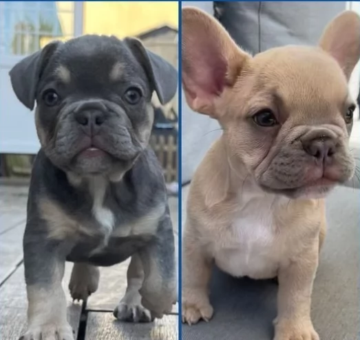 Eccezionali cuccioli di  bouledogue francese | Foto 1