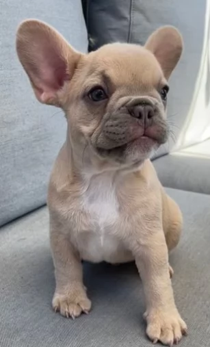 Eccezionali cuccioli di  bouledogue francese | Foto 0