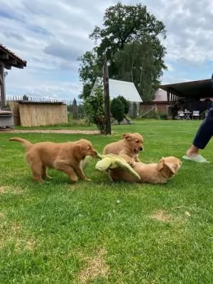 3 CUCCIOLI DI  GOLDEN RETRIEVER CON PEDIGREE | Foto 1