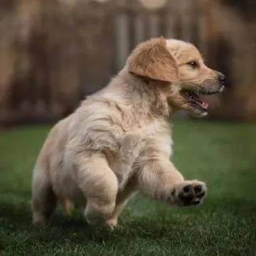 3 CUCCIOLI DI  GOLDEN RETRIEVER CON PEDIGREE