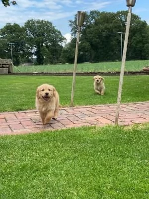 3 CUCCIOLI DI GOLDEN RETRIEVER CON PEDIGREE | Foto 2