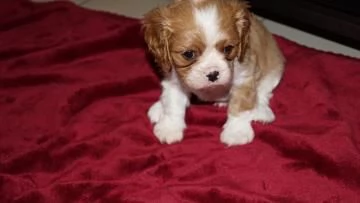 Disponibili cuccioli  Cavalier King Charles | Foto 2