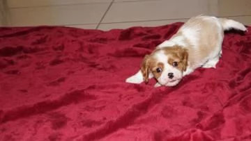 Disponibili cuccioli  Cavalier King Charles | Foto 0