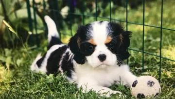 Disponibili cuccioli  Cavalier King Charles microchip