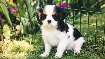 Disponibili cuccioli  Cavalier King Charles microchip | Foto 1