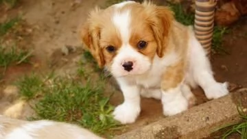 Disponibili cuccioli  Cavalier King Charles microchip | Foto 0