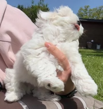 Bellissimi cuccioli di Maltese subito disponibili  | Foto 3