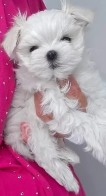 Bellissimi cuccioli di Maltese subito disponibili  | Foto 2