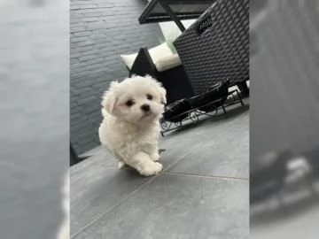 Bellissimi cuccioli di Maltese subito disponibili  | Foto 1