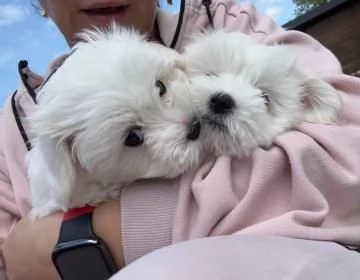 Bellissimi cuccioli di Maltese subito disponibili  | Foto 0