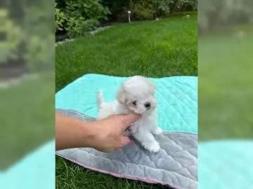 Bellissimi cuccioli di Maltese subito disponibili 