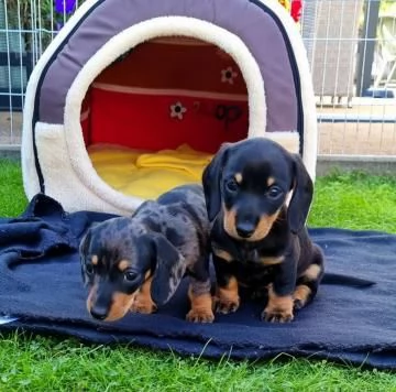 adorabili  cuccioli di Bassotto ideali per bambini e famiglie