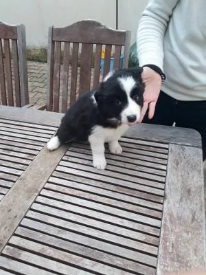 Disponibili da subito cuccioli border collie  | Foto 2