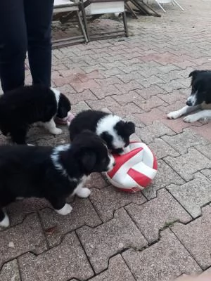 Disponibili da subito cuccioli border collie 