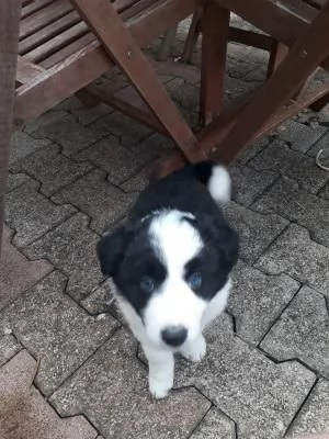 Disponibili da subito cuccioli border collie  | Foto 1