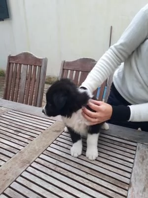 Disponibili da subito cuccioli border collie  | Foto 0