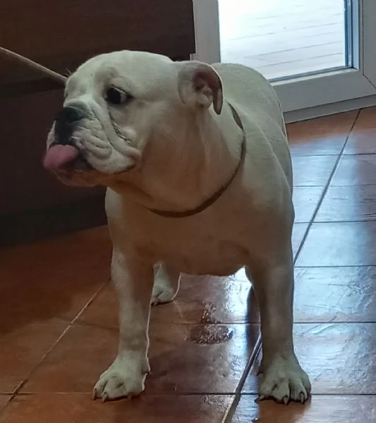 BULLDOG INGLESE  | Foto 0