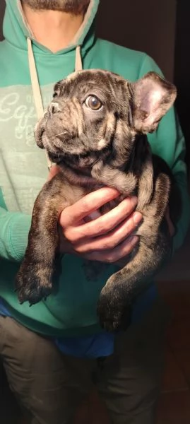 Bulldog francese  | Foto 0