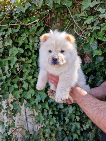 cuccioli di chow chow | Foto 0