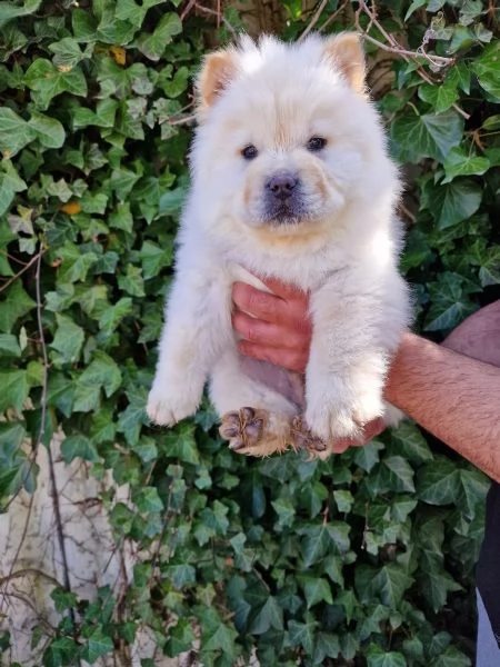 cuccioli di chow chow