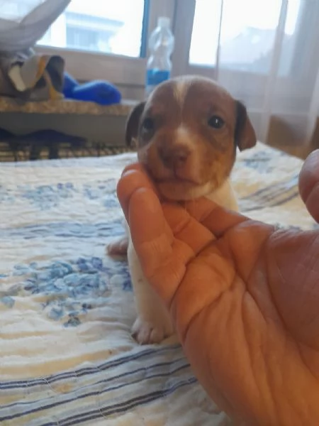 Cuccioli di jack russel 