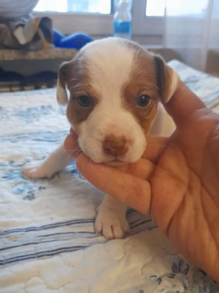 Cuccioli di jack russel  | Foto 4