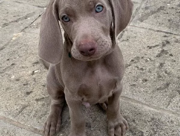 Vendita cucciolo Bracco da Privato a Arezzo weimaraner cercano casa