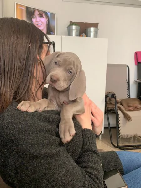 Vendita cucciolo Bracco da Privato a Arezzo weimaraner cercano casa