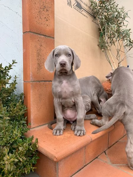 Vendita cucciolo Bracco da Privato a Arezzo weimaraner cercano casa