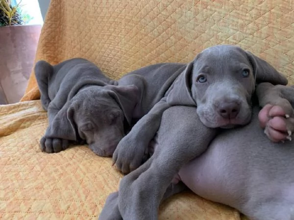 Vendita cucciolo Bracco da Privato a Arezzo weimaraner cercano casa