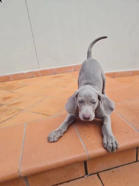 Vendita cucciolo Bracco da Privato a Arezzo weimaraner cercano casa