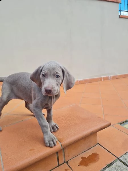 Vendita cucciolo Bracco da Privato a Arezzo weimaraner cercano casa