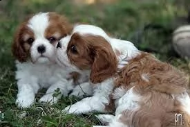 due cuccioli di cavalier king