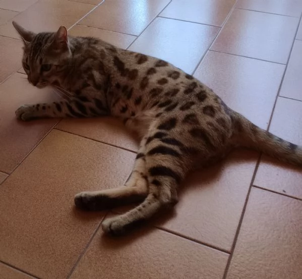 Gatto bengala 15 mesi 