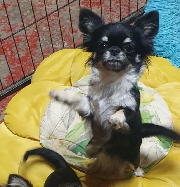 chihuahua toy pedigree 